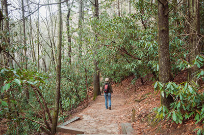 Rear view of woman walking on footpath in forest