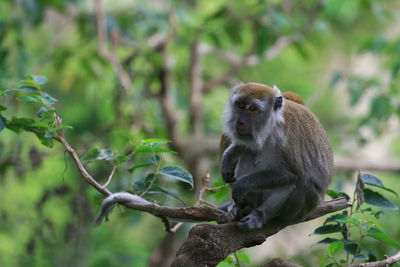 Long tailed monkey sitting on tree