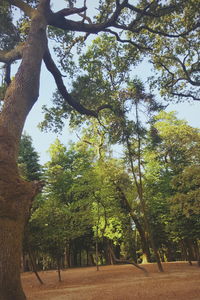 Trees on landscape