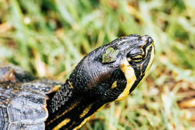 Close-up of lizard on field