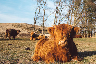 Cows in a field