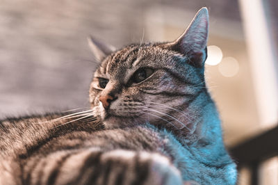 Close-up of a cat looking away