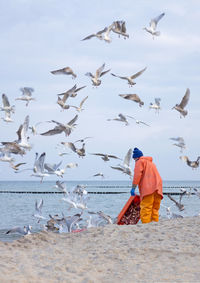 Birds flying over beach and fisherman 