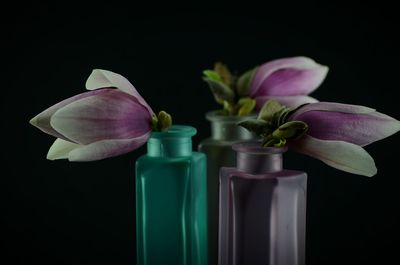 Close-up of flowers in vase against black background