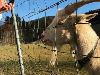 Man feeding horse on field against sky