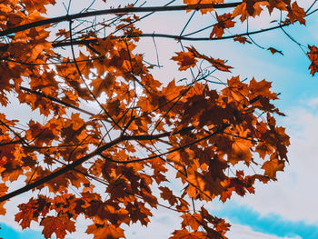 Red maple leaves in autumn season with blue sky.