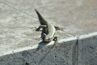 High angle view of insect