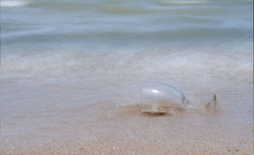 High angle view of jellyfish on beach