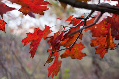 Close-up of leaves on branch
