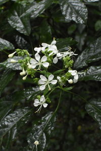 Close-up of white flowers