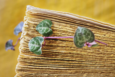 Fresh leaves of ceropegia plant between old book pages , the green  leaves are shaped like hearts 