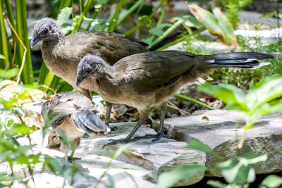 Close-up of bird