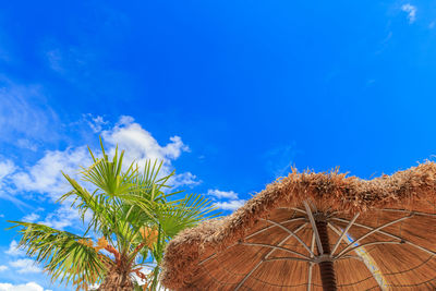 Low angle view of palm trees against blue sky