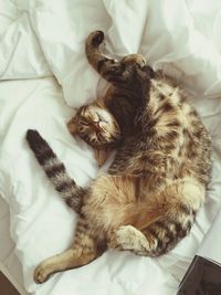 Directly above shot of cat sleeping on bed