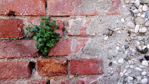 Close-up of brick wall