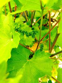 Close-up of green leaves on plant