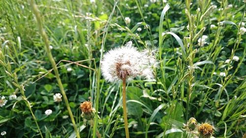 Close-up of dandelion flowers blooming in field