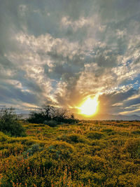 Scenic view of field against sky during sunset