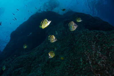 Fish swimming in sea