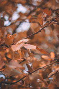 Close-up of dry leaves on tree during autumn