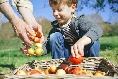 Cropped hands on man with smiling grandson putting apples in wicker basket