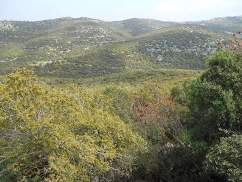 High angle view of plants growing on land