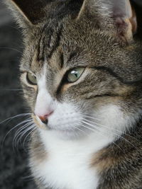 Close-up portrait of cat