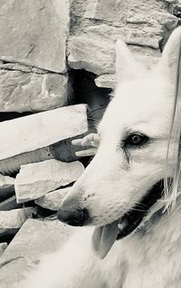 High angle view of dog looking away