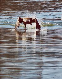 Dog standing in a water