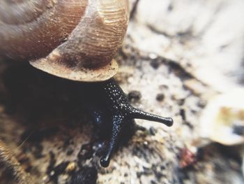 Close-up of snail