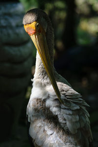 Close-up of eagle