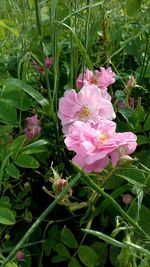 Close-up of pink flowers