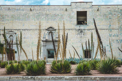 Plants against church of santo domingo de guzman