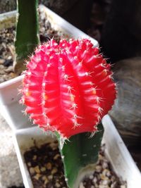 Close-up of red cactus