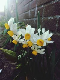 Close-up of yellow flowers blooming outdoors