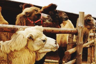 Camels at farm looking away