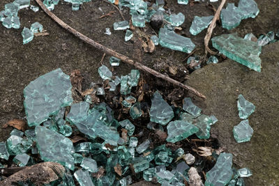 High angle view of damaged leaves on field