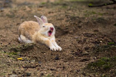 Close-up of rabbit on field