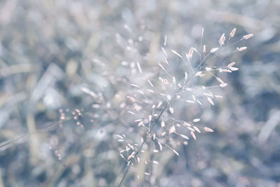 Close-up of snow on plant