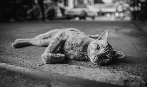 Cat sleeping on street