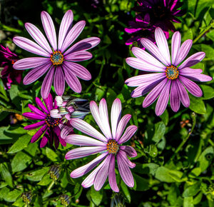 Close-up of pink flowers