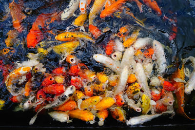 Fish swimming in a lake