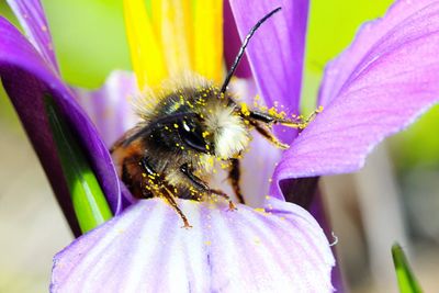 Close-up of honey bee pollinating on purple flower