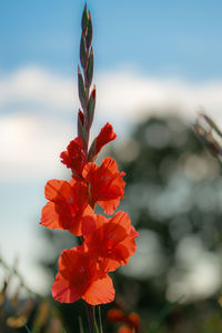 Close-up of red flowering plant on field