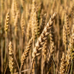 Close-up of stalks in wheat field