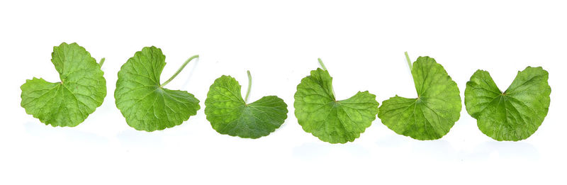 Close-up of leaves against white background