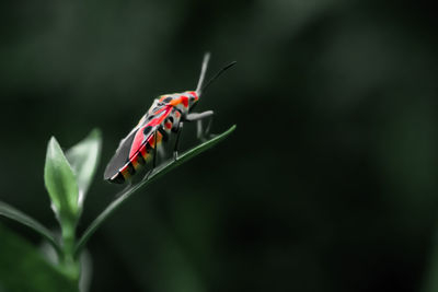 Close-up of butterfly on leaf