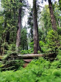 Trees and plants in forest