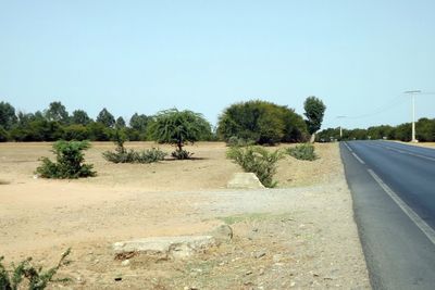 Trees on road against clear blue sky