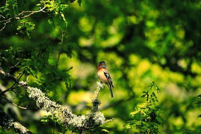 Bird perching on a tree